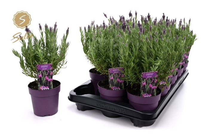 <h4>LAVAN S ANOUK</h4>