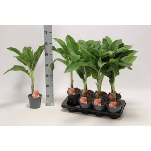 SCADOXUS MULTIFLORUS