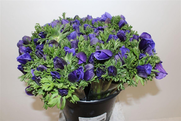 <h4>Anem Marianne Blue</h4>