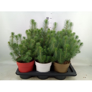 Pinus pinea 'Silver Crest'