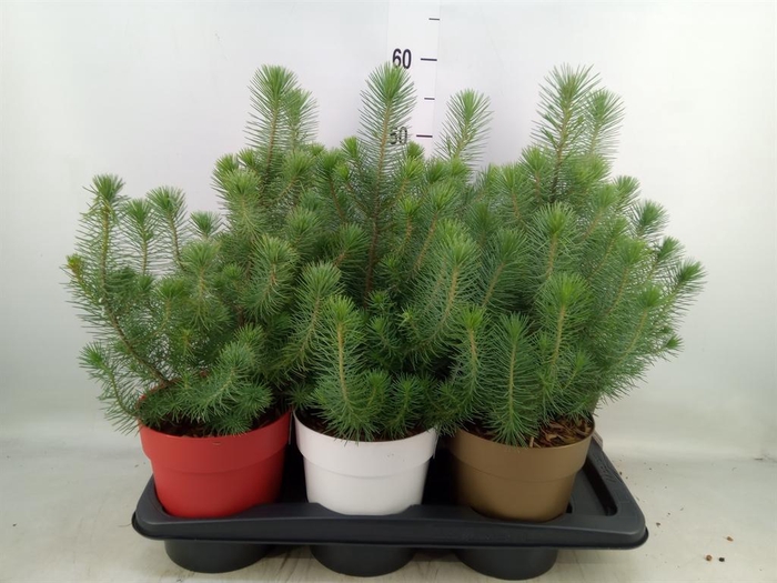 <h4>Pinus pinea 'Silver Crest'</h4>