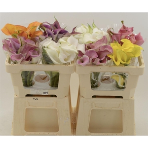 Calla Gemengd In Fust