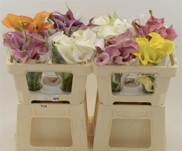 <h4>Calla Gemengd In Fust</h4>