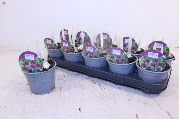 <h4>ALLI OSTARA</h4>