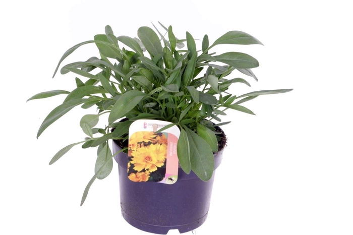 <h4>Coreopsis grand. Illico</h4>