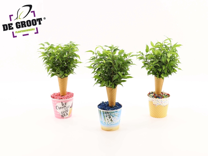 <h4>Ice Green Plant</h4>