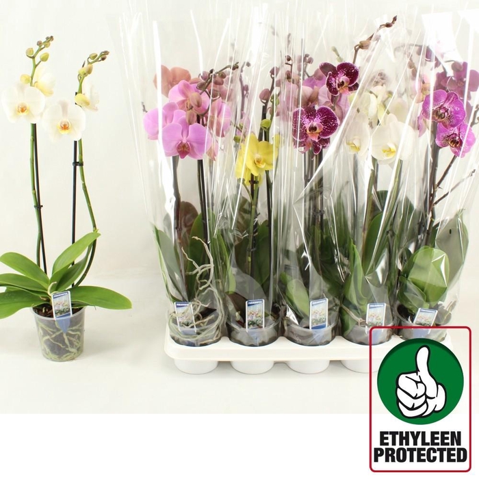 <h4>PHAL GEM 6 KL</h4>