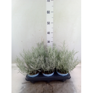 Helichrysum italicum