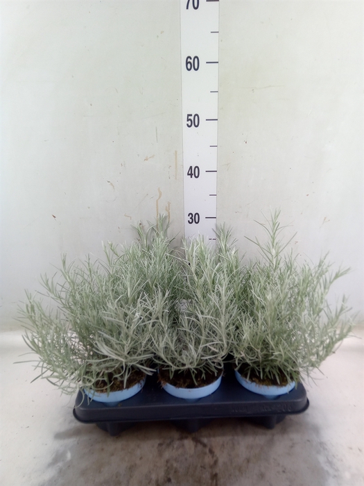 <h4>Helichrysum italicum</h4>