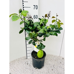 Citrus limone Lemon on stem