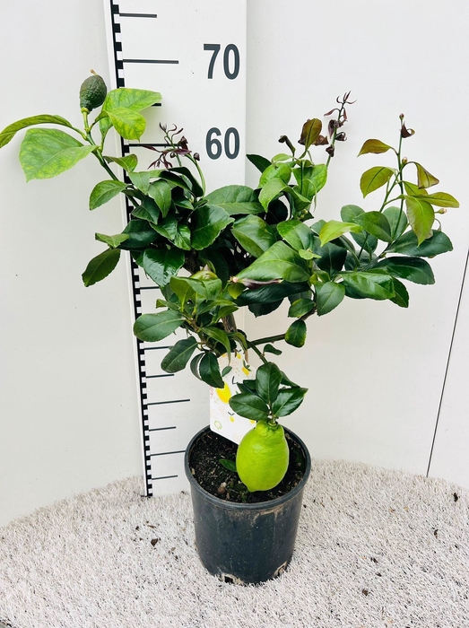 <h4>Citrus limone Lemon on stem</h4>