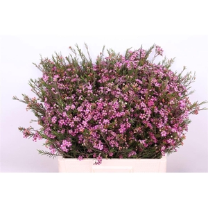 Chame Un Purple Pride