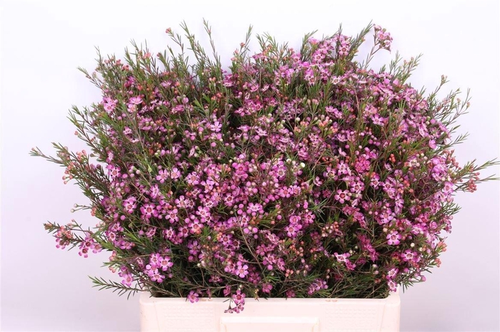 <h4>Chame Un Purple Pride</h4>