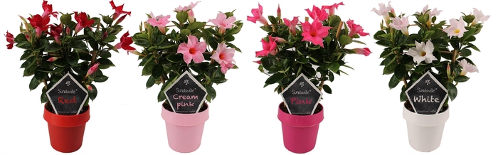 <h4>Mandevilla Sundaville Mixtray op rek (Dipladenia)</h4>