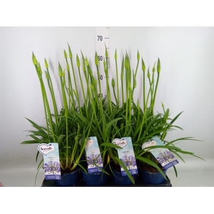 Agapanthus  'Amourette Superb'