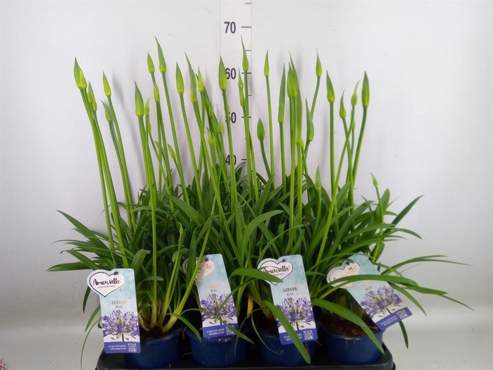 <h4>Agapanthus  'Amourette Superb'</h4>