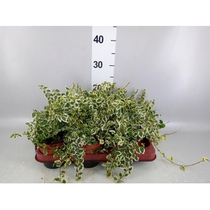 Ficus pumila   ...