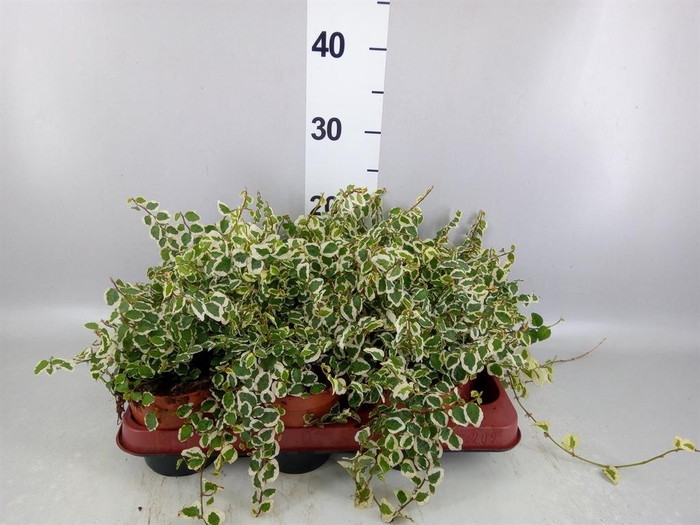 <h4>Ficus pumila   ...</h4>