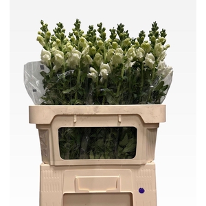 ANTIR POTO IVORY WH
