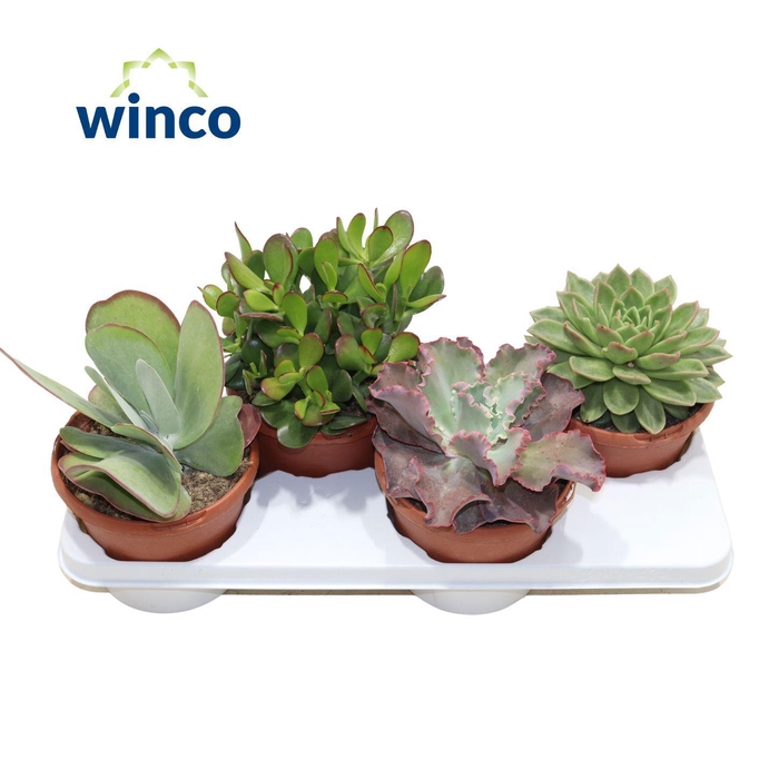 <h4>Succulenten Mix (Prime)</h4>