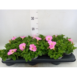 Petunia  'Alpe Tunia Rose'