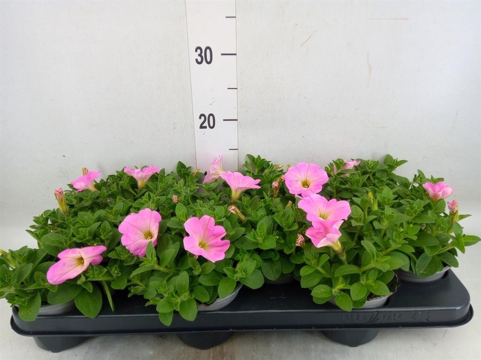 <h4>Petunia  'Alpe Tunia Rose'</h4>