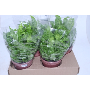 ASPLENIUM CRISPY WAVE P19