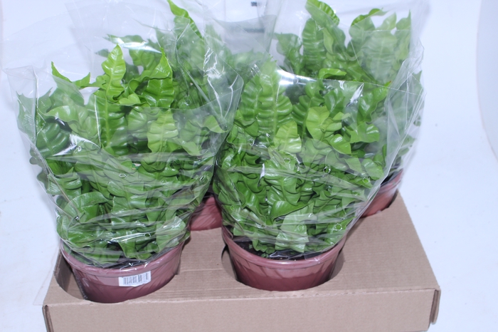 ASPLENIUM CRISPY WAVE P19