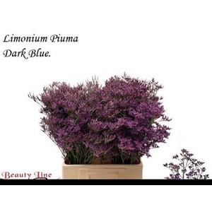 Lim Piuma Dark Blue