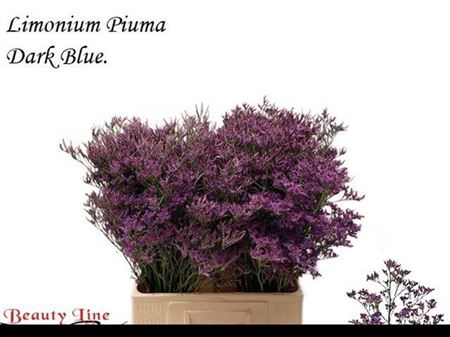Lim Piuma Dark Blue