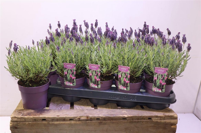 <h4>Lavan S Anouk</h4>