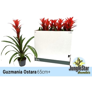 GUZM OSTARA