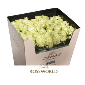 R Gr White Naomi Roseworld