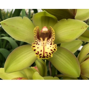 Cymbidium Bonny 80 cm X2 Koningshof
