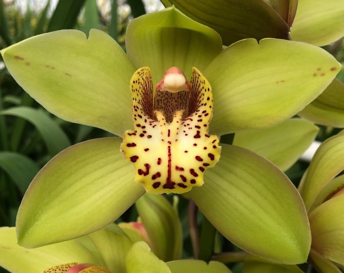 <h4>Cymbidium Bonny 80 cm X2 Koningshof</h4>