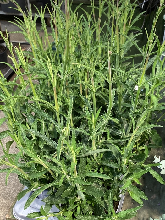 <h4>Verbena bona. 'Bonnie Blue'</h4>