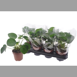 PILEA PEPEROMIOIDES