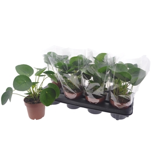 PILEA PEPEROMIOIDES