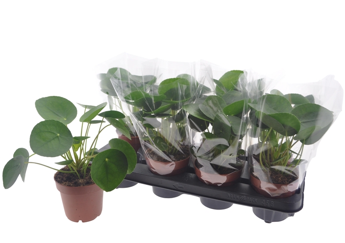 <h4>PILEA PEPEROMIOIDES</h4>