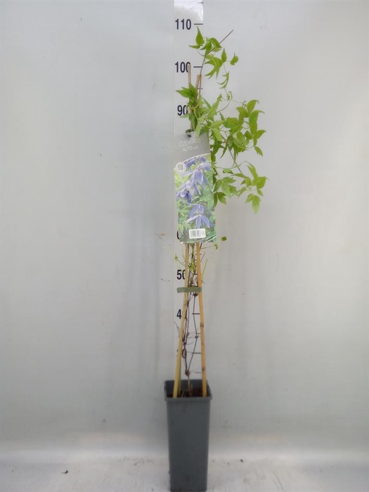 <h4>Clematis alpina</h4>