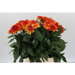 Dahlia American Sunset