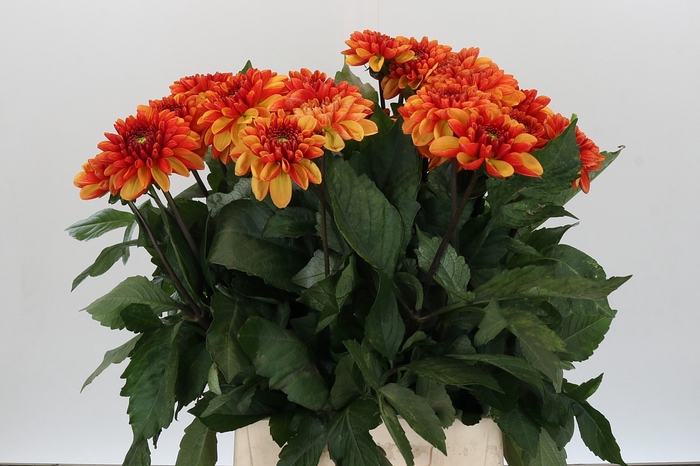 Dahlia American Sunset