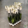 Phalaenopsis Biały 12Ø 70cm 3 Pędy