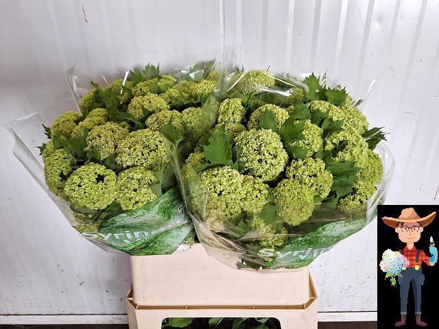 <h4>VIBURNUM ROSEUM ST</h4>