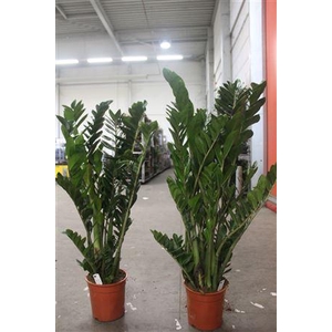 Zamio Zamiifolia 10+ P24 130cm