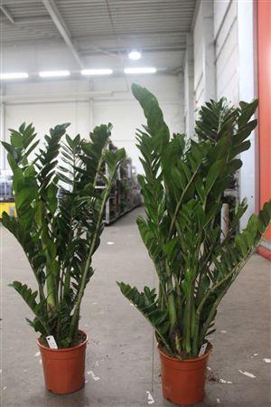 <h4>Zamio Zamiifolia 10+ P24 130cm</h4>