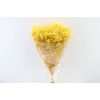 Pres Gyps Bq Yellow Bunch Slv