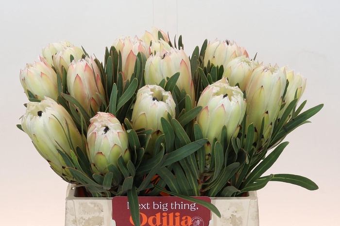 Protea White Night