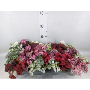 Hypoestes phyllo.   ...mix