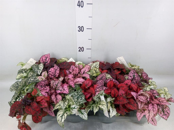 <h4>Hypoestes phyllo.   ...mix</h4>